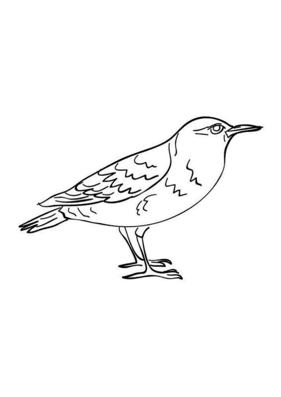 Скворец рисунок для детей