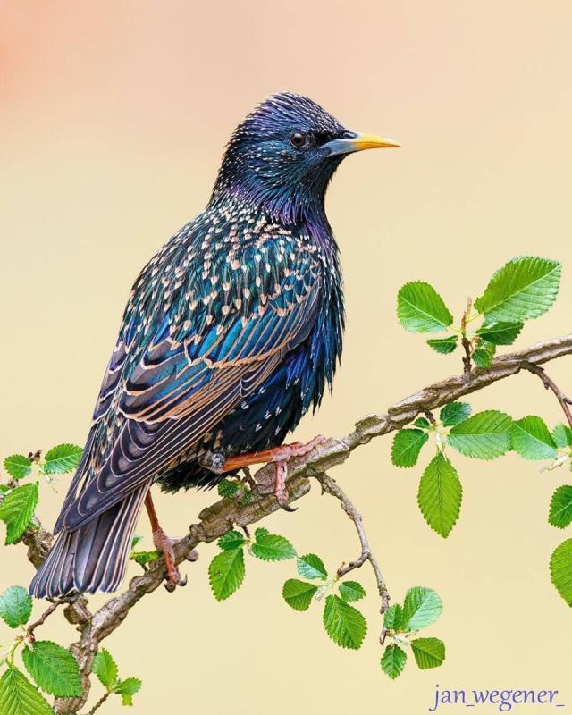 Обыкновенный скворец