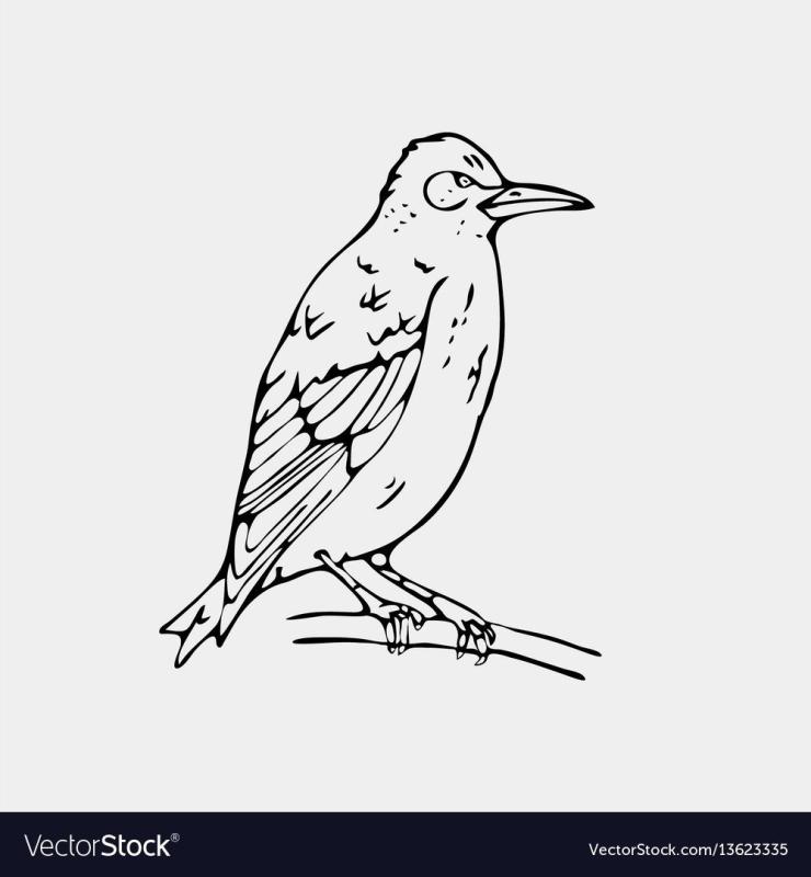 Певчие птицы раскраска
