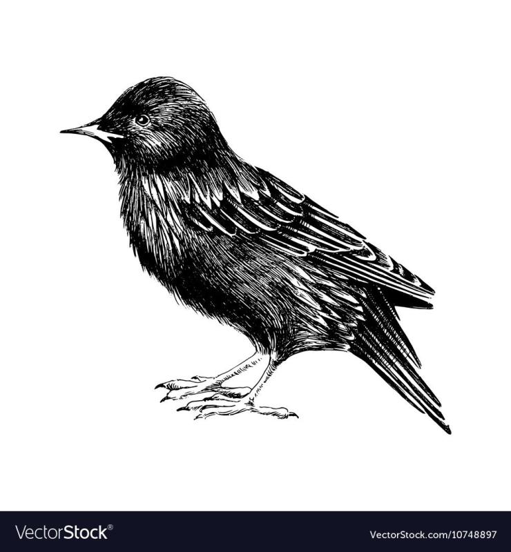 Скворец черно белый