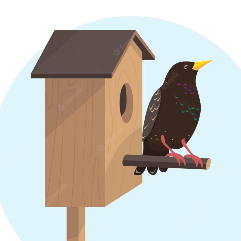 Скворец птица рисунок79