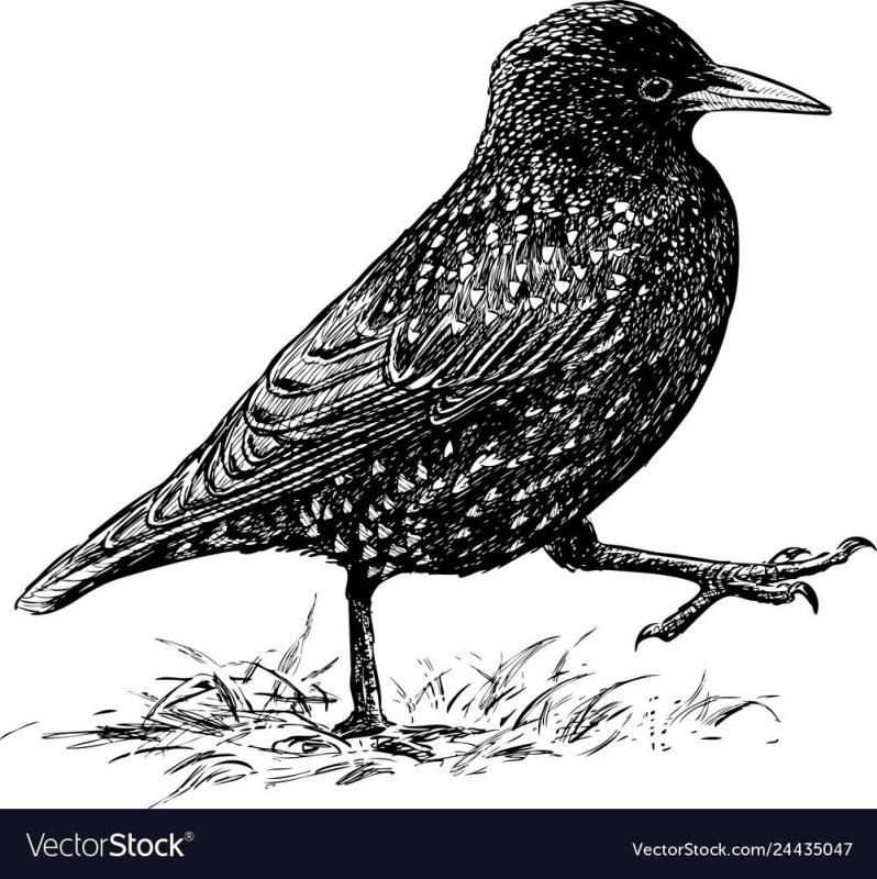 Скворец эскиз