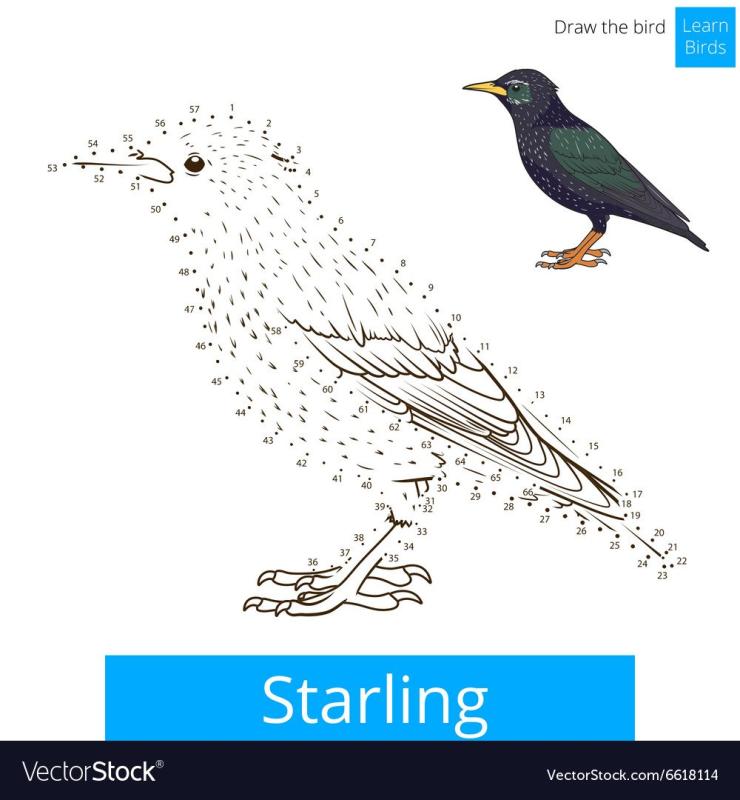 Скворец картинка для детей на прозрачном фоне