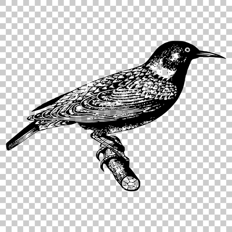 Черный силуэт Кедровки