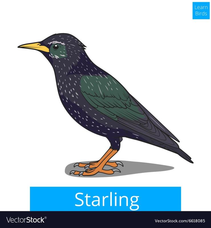 Маска птицы скворец