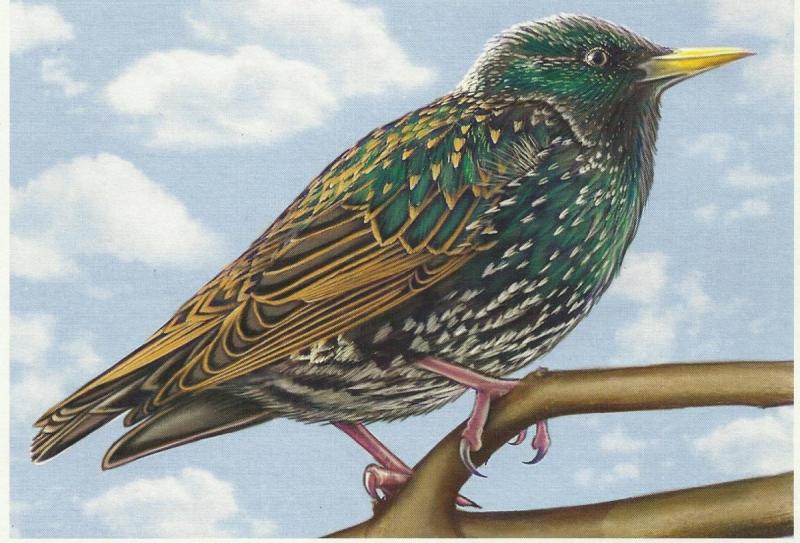 Перелетные птицы скворец для детей