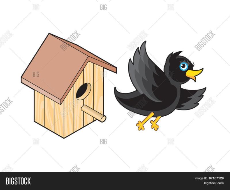 Скворец на белом фоне