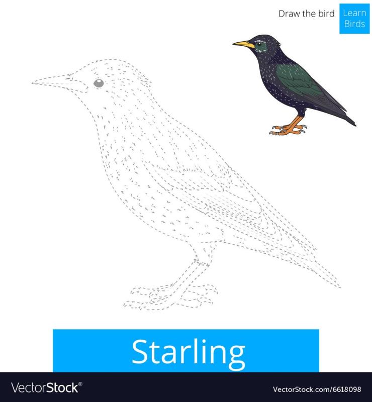 Нарисуй скворца по точкам