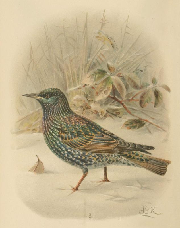 Раскраска птицы скворец