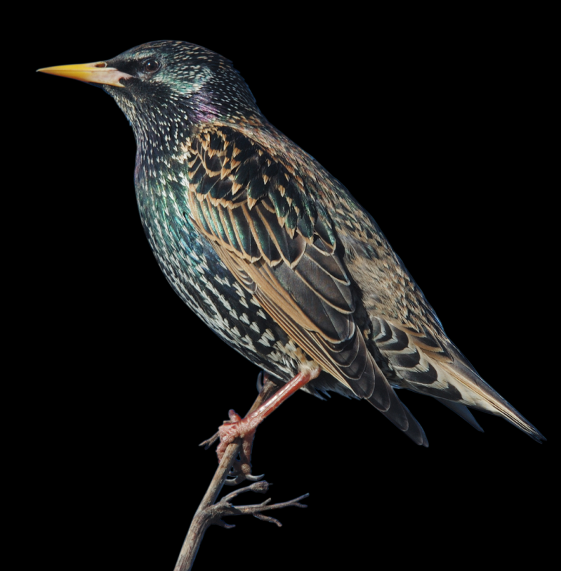 Перелетные птицы скворец для детей