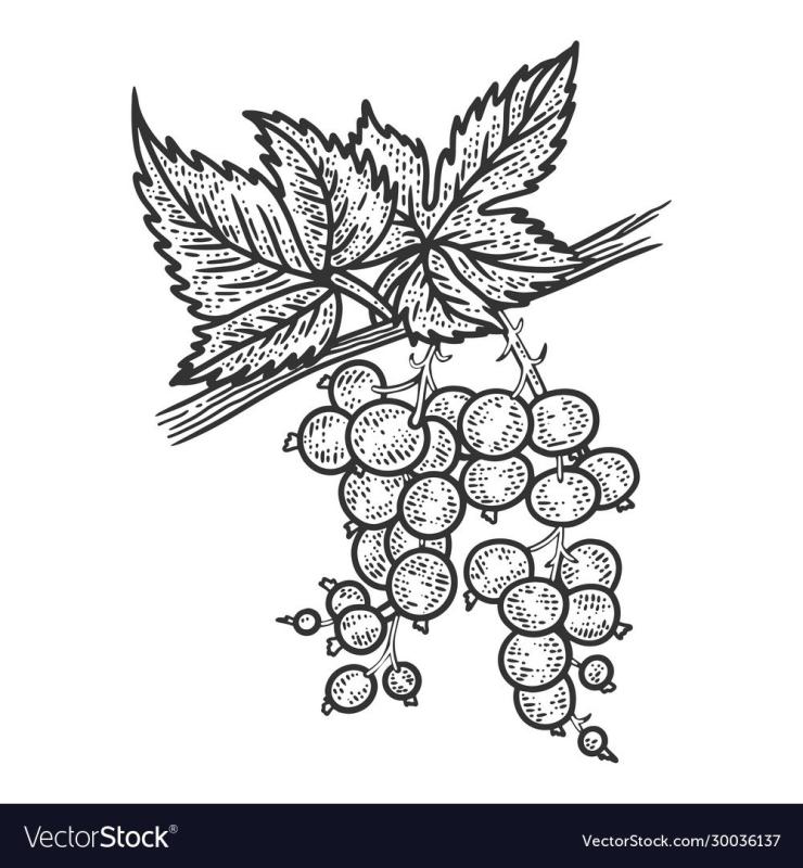 Смородина эскиз