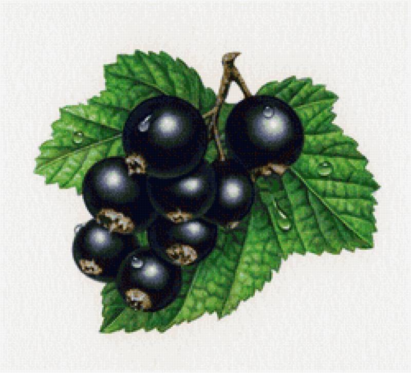 Смородина черная Фармакогнозия