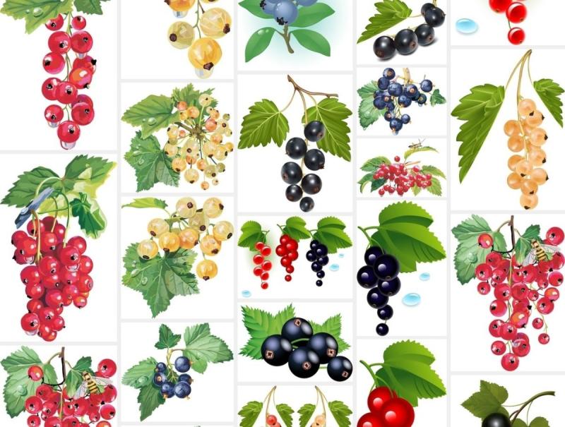 Брусника и красная смородина