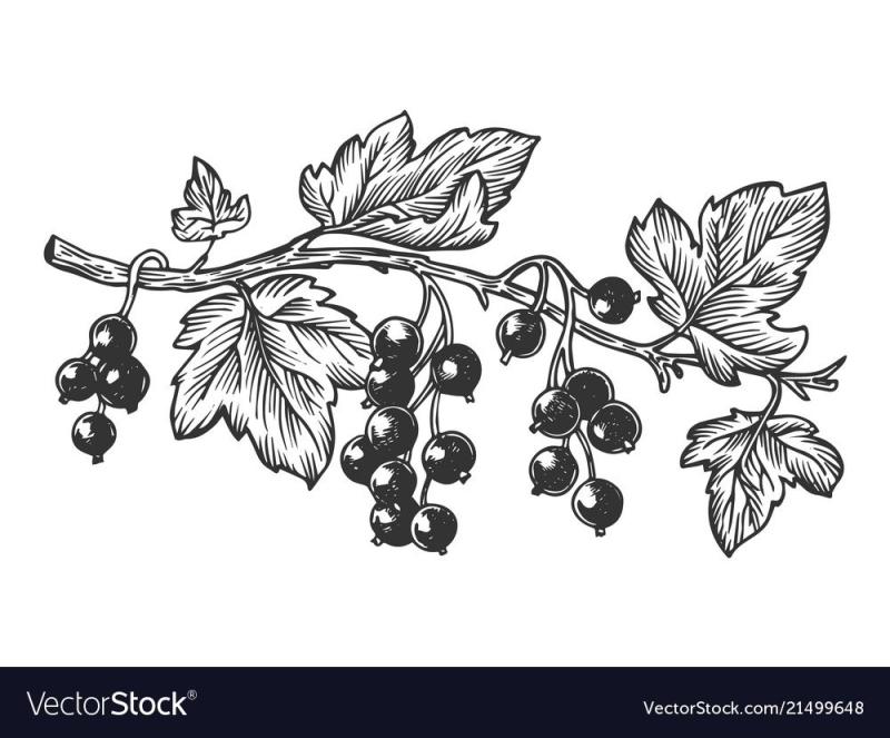 Смородина раскраска для детей