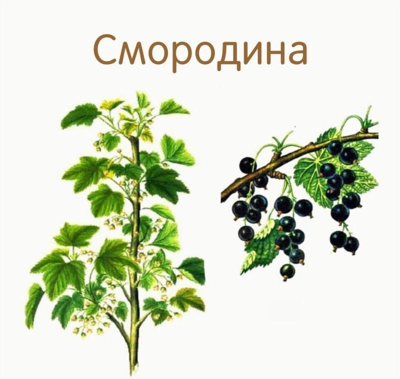 Черная и красная смородина вектор