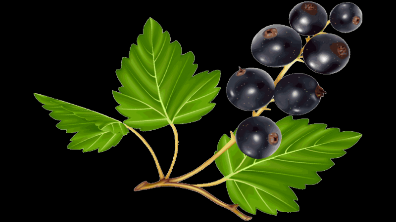 Смородина рисунок для детей64