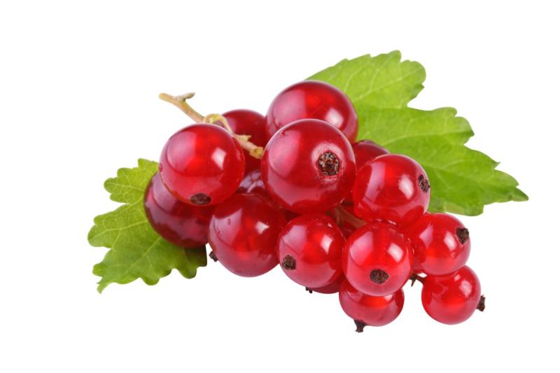 Черная смородина вектор