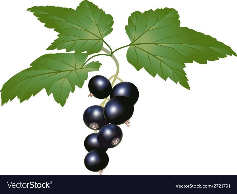 Смородина паттерн