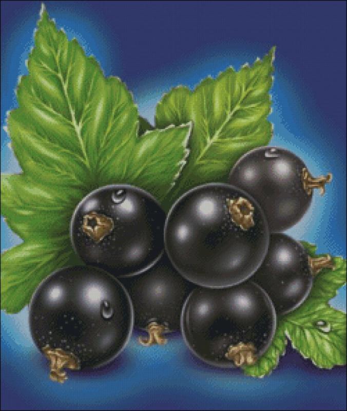 Разные ягоды рисунок