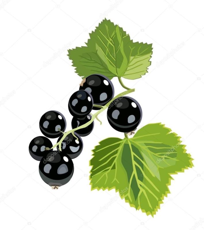 Черная смородина вектор
