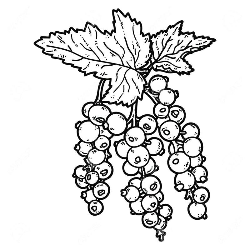 Смородина рисунок