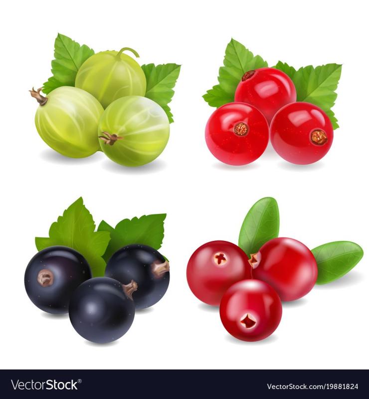 Смородина для детей мультяшная