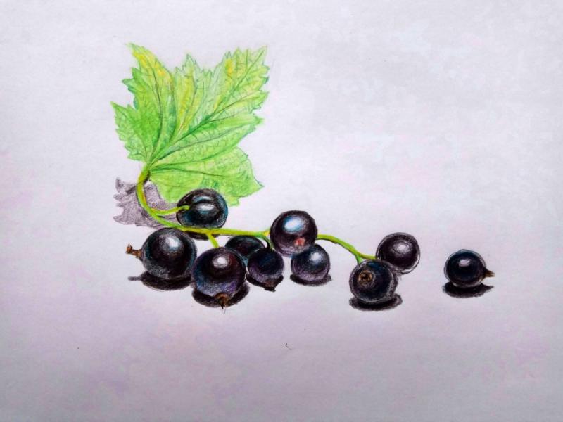 Черная смородина на белом фоне