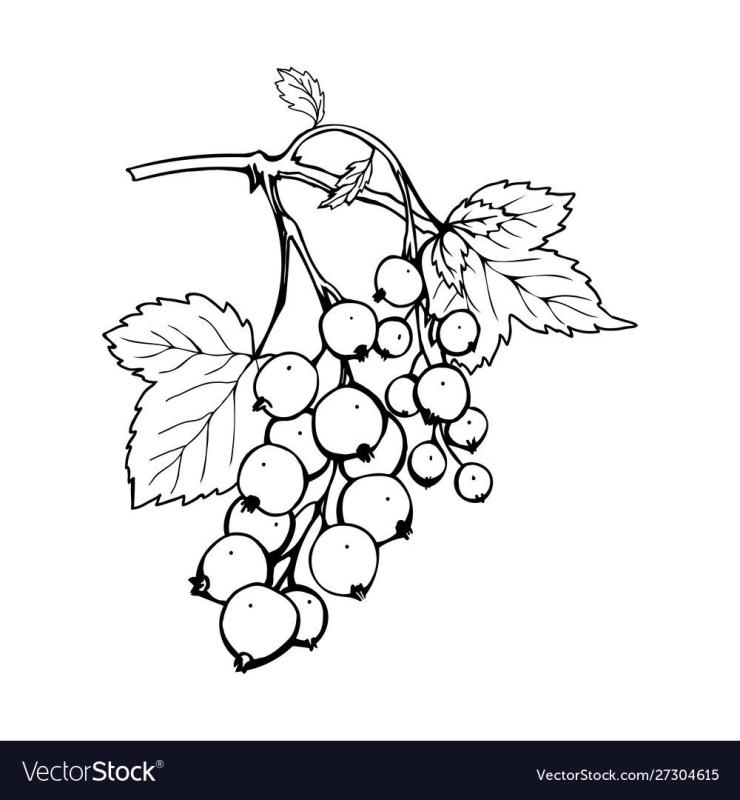 Смородина Графика