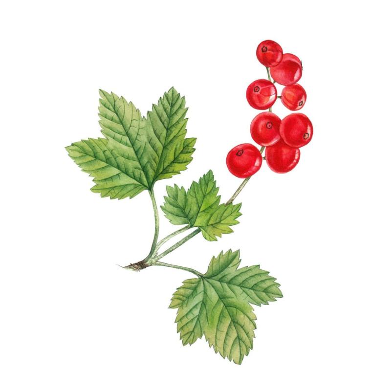 Смородина скетч