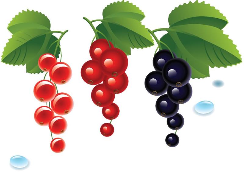 Смородина вектор