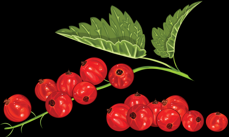 Рисование ветка смородины