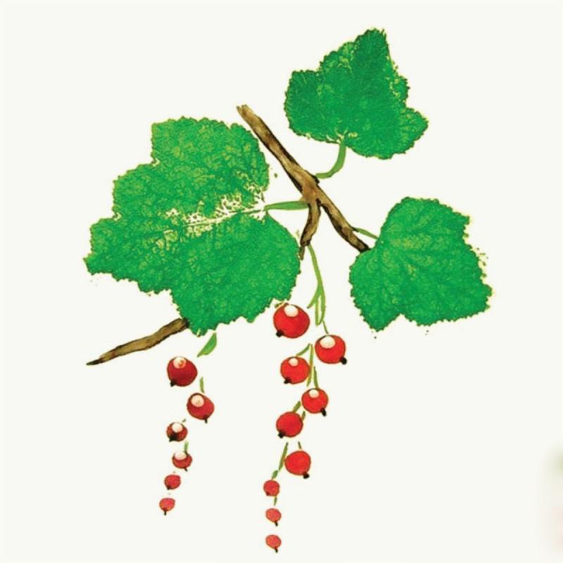 Смородина веточка Графика