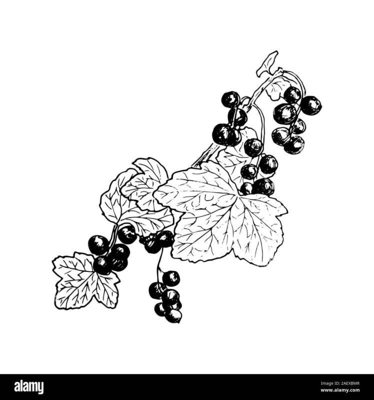 Красная смородина раскраска для детей