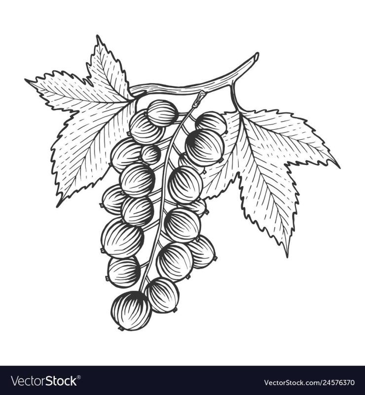 Смородина эскиз