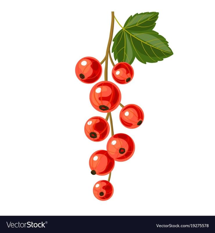 Ягоды смородины на ветке