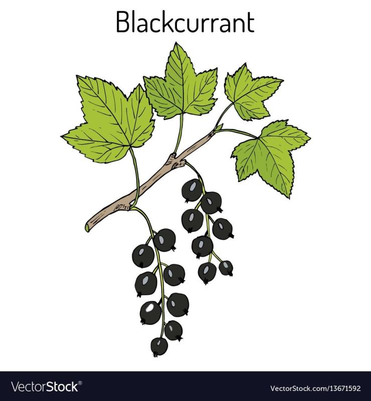 Черная смородина Ботаническая иллюстрация