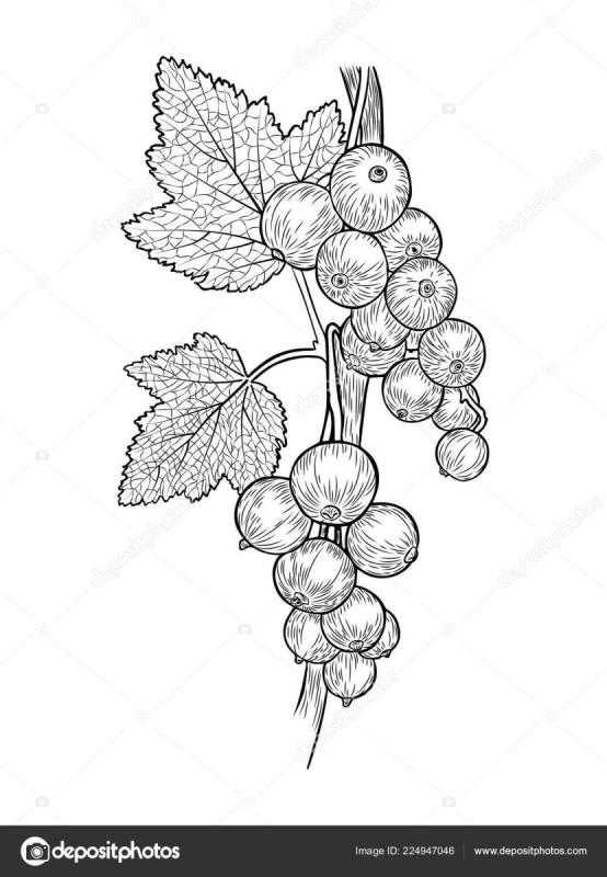 Чёрная смортдина акварель