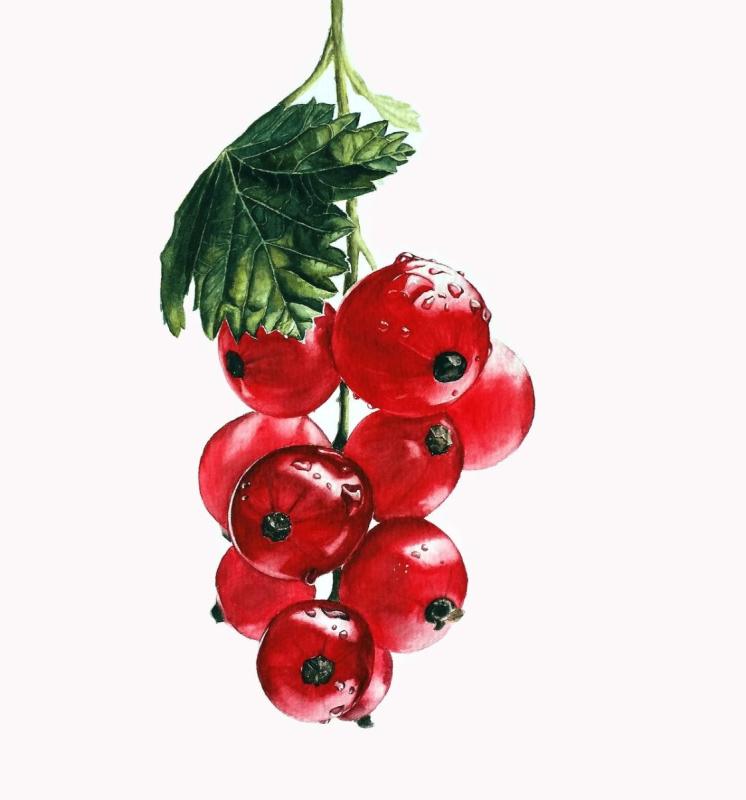 Лист смородины раскраска