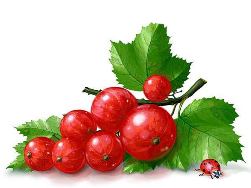 Черная смородина иллюстрация