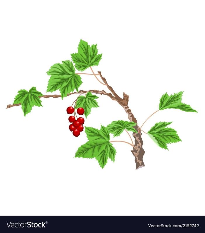 Смородина раскраска