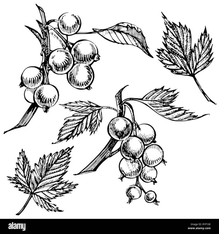 Смородина гравюра