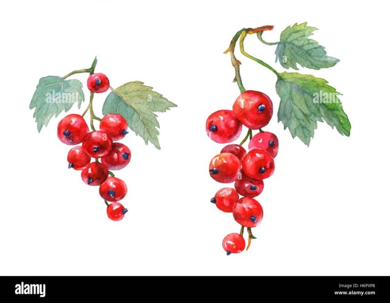 Смородина акварель