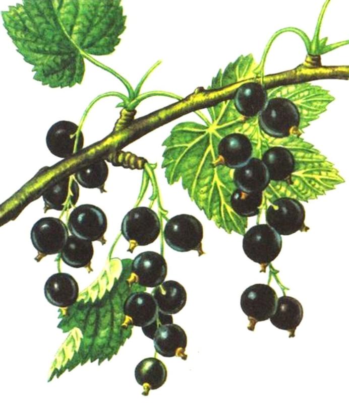 Черная смородина контур