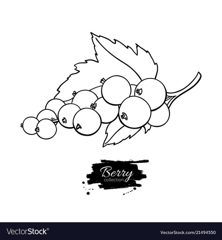 Смородина рисунок для детей