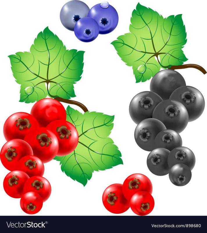 Красная смородина вектор
