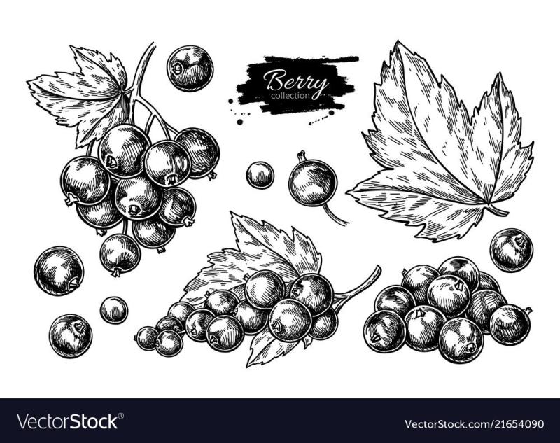 Черная смородина вектор