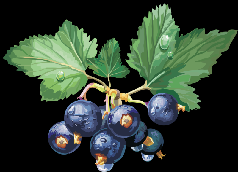 Ягоды черника крыжовник черная смородина