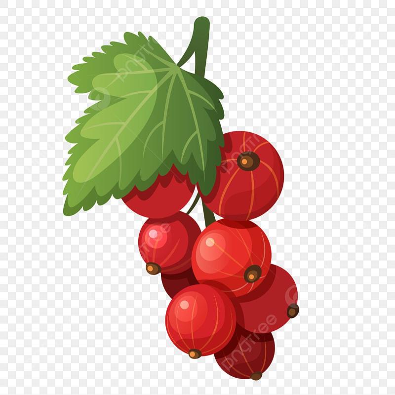 Смородина вектор чб