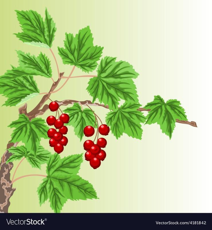 Черная смородина трафарет