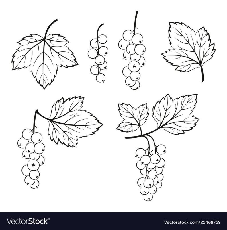 Черная смородина лист эскиз